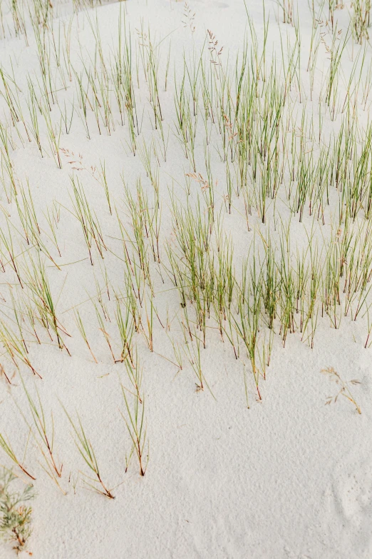 a fire hydrant sitting on top of a sandy beach, unsplash, land art, tall acid green grass field, subtle pattern, white sand, photograph from above