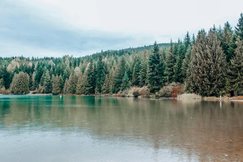 a large body of water surrounded by trees, by Emma Andijewska, pexels contest winner, hurufiyya, whistler, sparse pine trees, forest picnic, 1 2 9 7