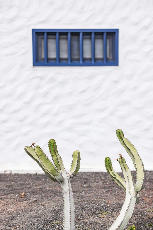 a cactus plant in front of a white building with a blue window, inspired by Juan O'Gorman, unsplash, azores, low quality photo, made of cactus spines, high resolution photograph