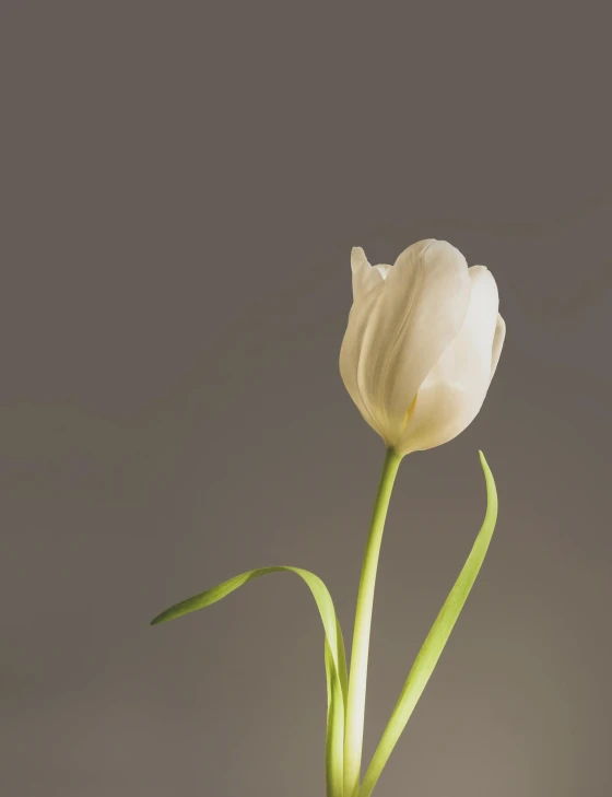 a close up of a flower in a vase, an album cover, inspired by Robert Mapplethorpe, trending on unsplash, romanticism, tulip, light grey, beige, low quality photo