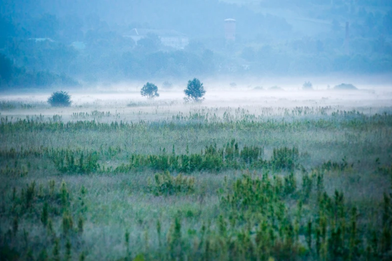 a herd of cattle grazing on top of a lush green field, a picture, inspired by Elsa Bleda, unsplash contest winner, tonalism, foggy room, cannabis - sativa - field, blue and white and red mist, marsh