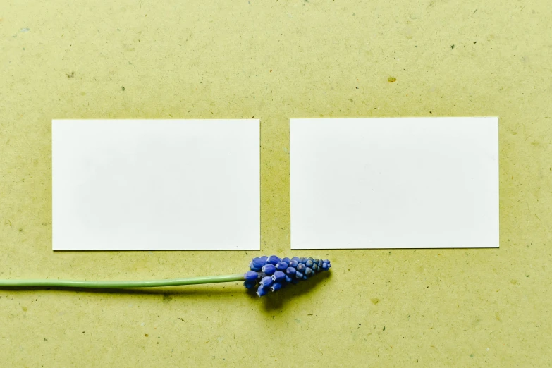 two blank cards and a flower on a yellow background, by Carey Morris, trending on pexels, grape hyacinth, background image, white paper background, wallpapers