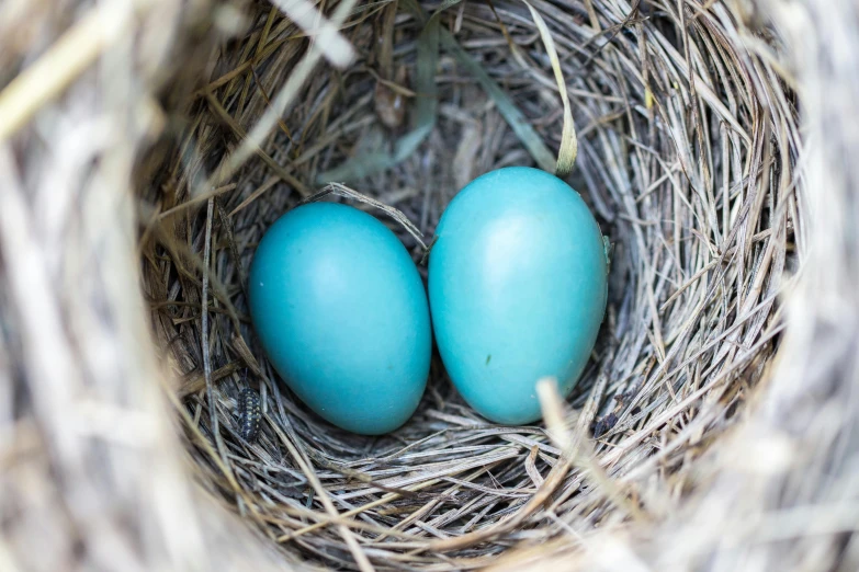 a close up of two blue eggs in a nest, a portrait, unsplash, color image, fan favorite, bird view, exterior shot