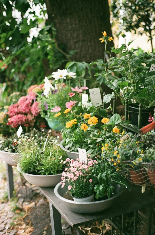 a row of potted plants sitting on top of a table, lush flowery outdoors, vendors, meadow flowers, hazy