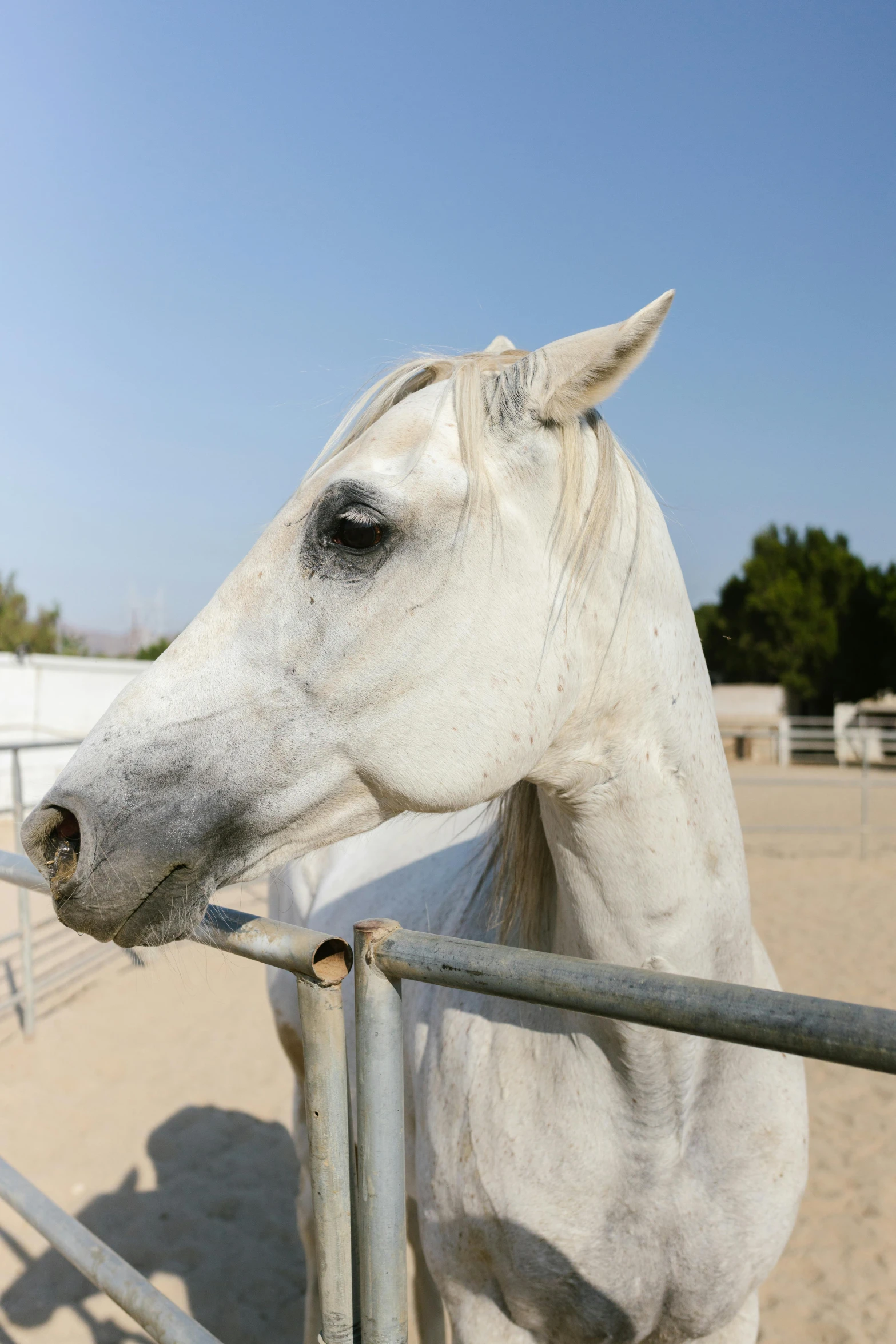 a white horse standing next to a metal fence, ameera al-taweel, slide show, up-close, as photograph