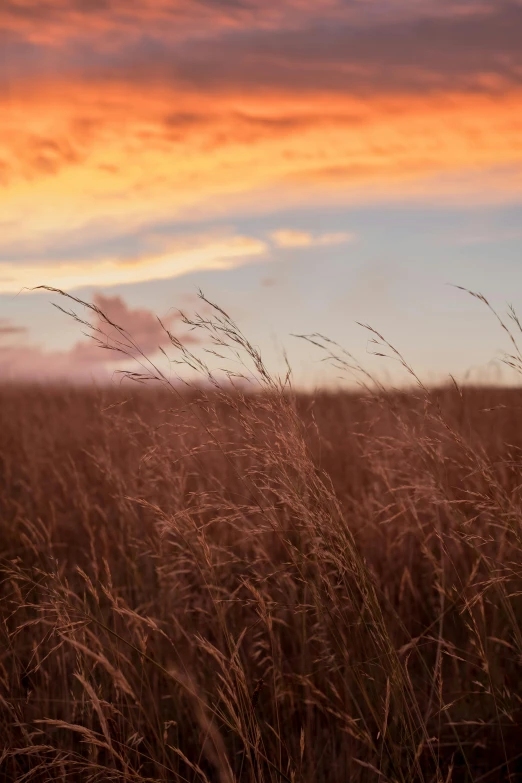 a field of tall grass with a sunset in the background, by Daniel Seghers, wind kissed pictures, prairie, autumn, today\'s featured photograph 4k