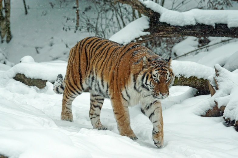 a tiger that is walking in the snow, by Adam Marczyński, pexels contest winner, sumatraism, 🦩🪐🐞👩🏻🦳, mixed animal, a cozy, emerald