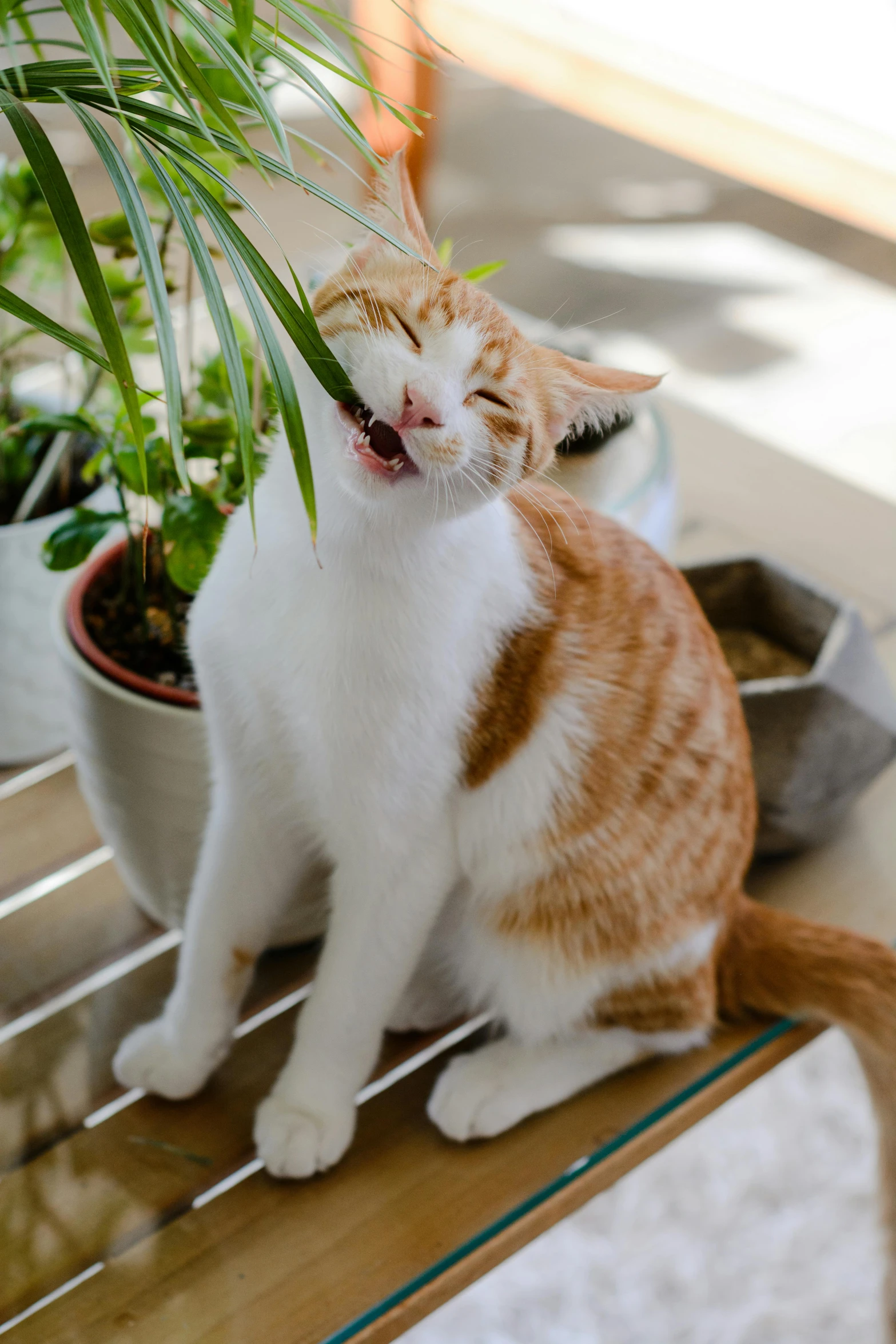a cat sitting on a wooden bench next to a potted plant, yawning, neck zoomed in, as well as scratches, indoor
