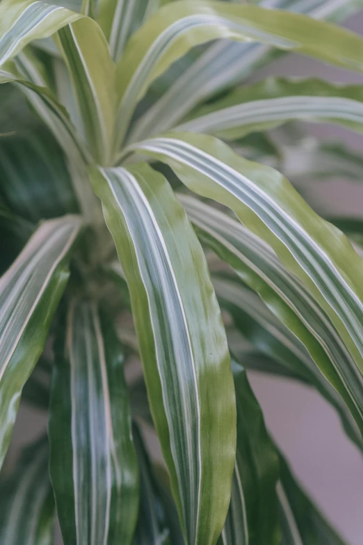 a close up of a plant with green and white stripes, pearlescent hues, house plants, lightweight, tropical
