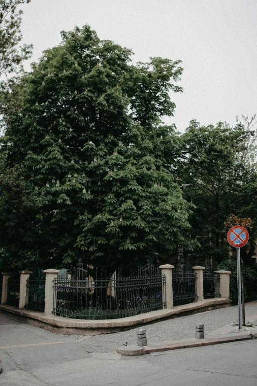 a red stop sign sitting on the side of a road, a picture, unsplash contest winner, paris school, huge central tree, overgrown with lush plants, natural overcast lighting, budapest street background