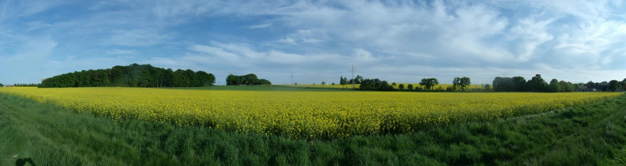 a field of yellow flowers with trees in the background, a picture, by Thomas Häfner, color field, blue sky, farming, long view, no crop