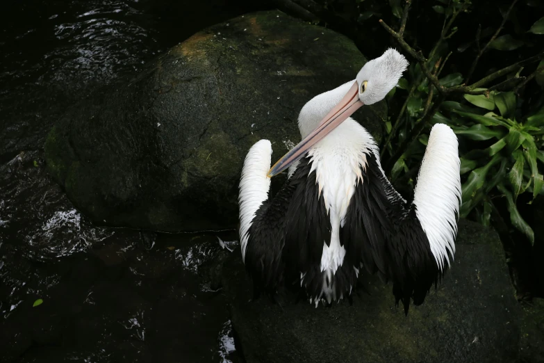 a pelican sitting on a rock in the water, by Elizabeth Durack, pexels contest winner, hurufiyya, feathers growing from arms, white on black, rare bird in the jungle, a high angle shot