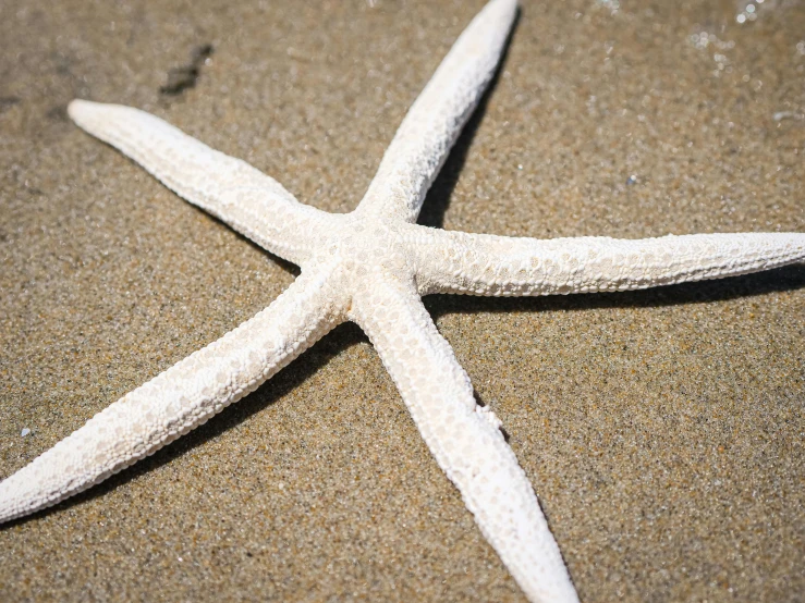 a white starfish laying on top of a sandy beach, unsplash, hurufiyya, large wingspan, bottom angle, no cropping, star hatcheries