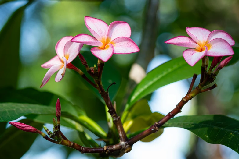 a close up of a flower on a tree, by Sam Dillemans, unsplash, hurufiyya, plumeria, pink trees, laos, no cropping