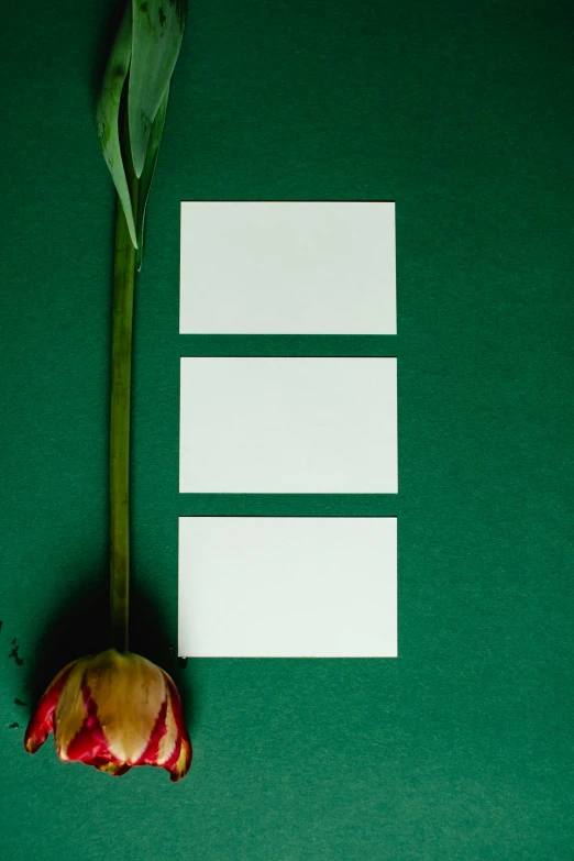 a single flower sitting on top of a green surface, white panels, cards, wide overhead shot, 3 - piece