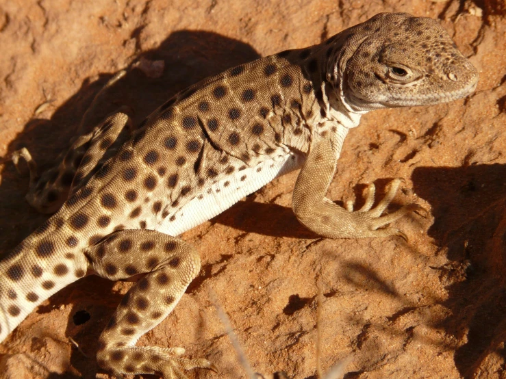 a close up of a lizard on a rock, by Lee Loughridge, hurufiyya, on the desert, white with chocolate brown spots, mid 2 0's female, cellshaded