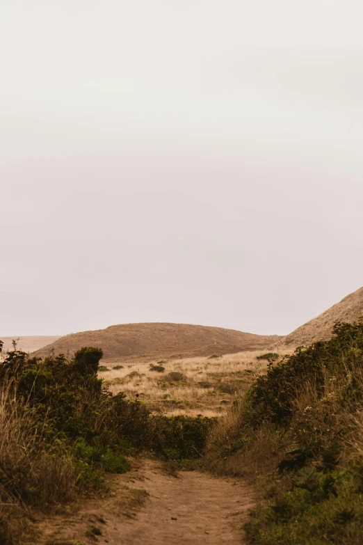 a dirt path in the middle of a field, trending on unsplash, les nabis, hills and ocean, muted browns, panorama, standing in the savannah