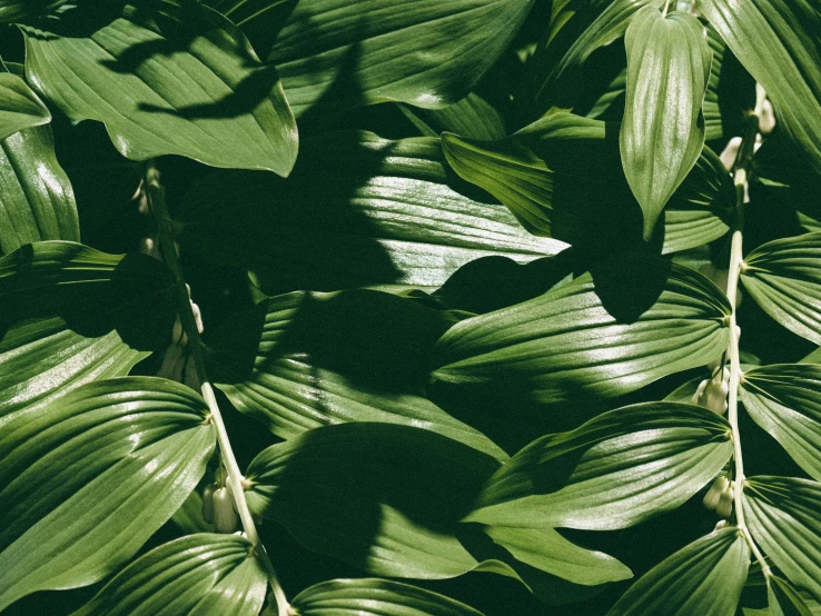 a close up of a bunch of green leaves, an album cover, inspired by Elsa Bleda, trending on pexels, organic polycarbon, lily frank, made of bamboo, shadows