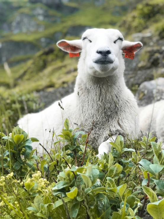 a couple of sheep laying on top of a lush green hillside, trending on unsplash, winking one eye, grey, made of wool, midsommar