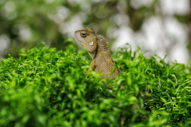 a lizard sitting on top of a lush green field, by Adam Marczyński, pexels contest winner, sumatraism, leafy sea dragon, portrait of a small, vibrant greenery outside, sri lanka