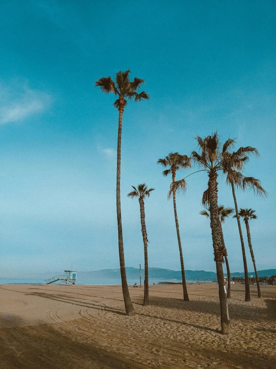 a group of palm trees sitting on top of a sandy beach, by Ryan Pancoast, unsplash contest winner, santa monica beach, profile image, billboard image, multiple stories