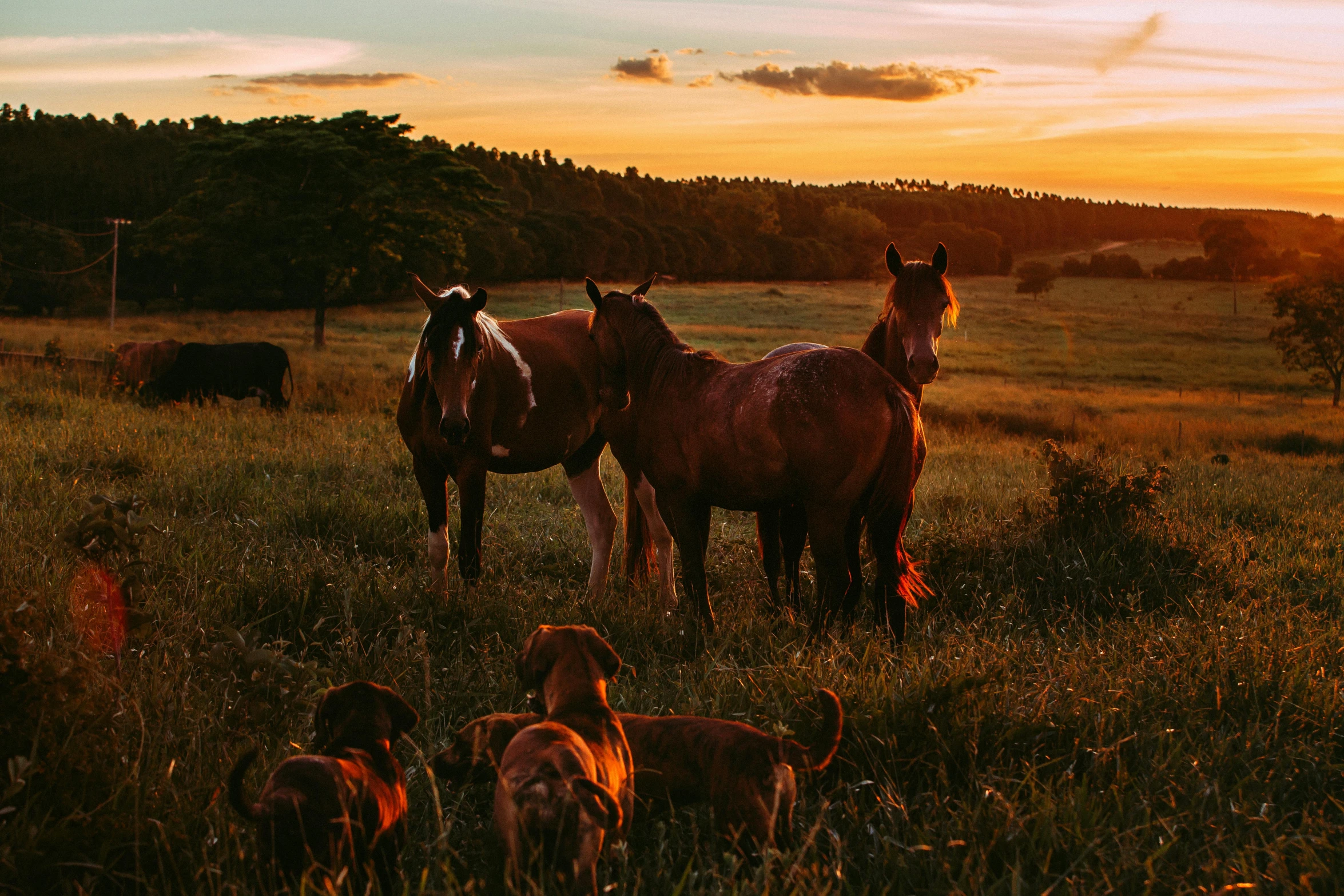 a herd of horses standing on top of a lush green field, by Emma Andijewska, unsplash contest winner, renaissance, beautiful sunset glow, of augean stables, al fresco, horse laying down