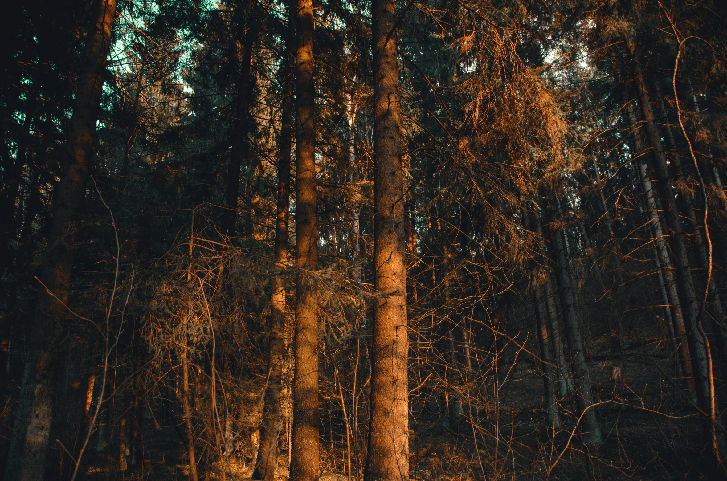 a group of people sitting around a campfire in the woods, pexels contest winner, tonalism, spruce trees on the sides, golden hour closeup photo, ((trees)), high quality wallpaper