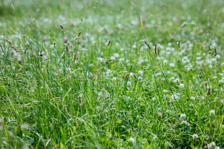 a field filled with lots of tall grass, by Linda Sutton, unsplash, clover, many small details, lawns, white