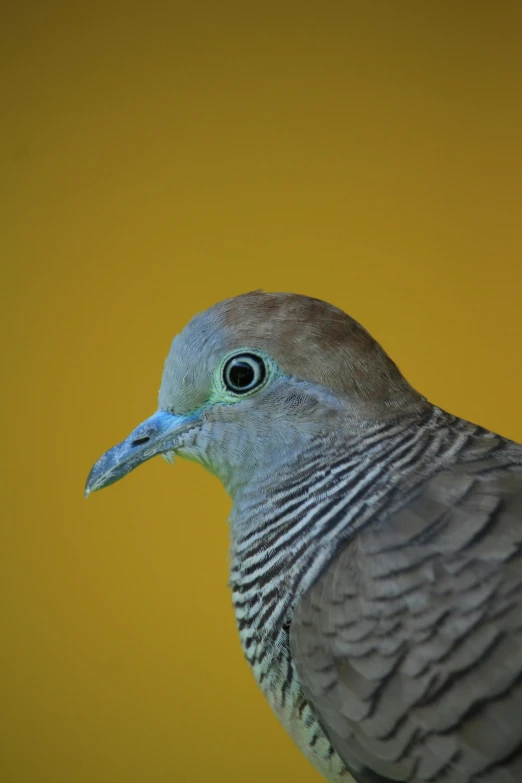 a close up of a bird with a yellow background, a picture, by David Budd, unsplash, photorealism, dove, taken in zoo, young female, cut