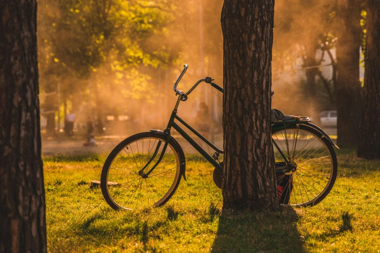 a bicycle leaning against a tree in a park, by Eglon van der Neer, pexels contest winner, sunny amber morning light, profile image, morning haze, hot summer day