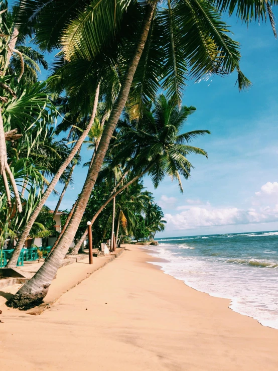 a beach filled with lots of palm trees next to the ocean, sri lanka, 💋 💄 👠 👗, slide show, medium