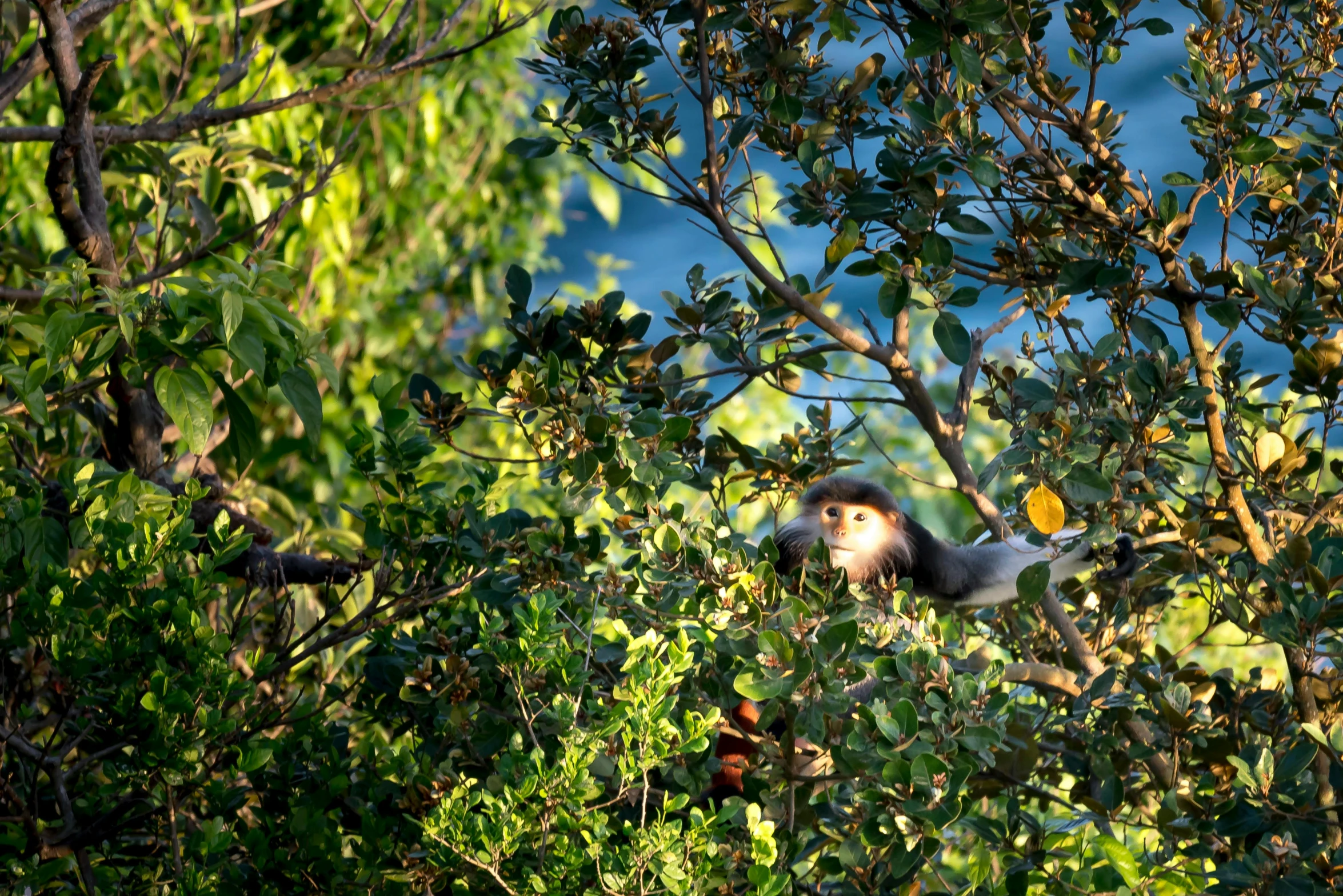 a monkey that is sitting in a tree, by Dietmar Damerau, flickr, hurufiyya, distant shot birds eye view, at sunrise, tawa trees, bay