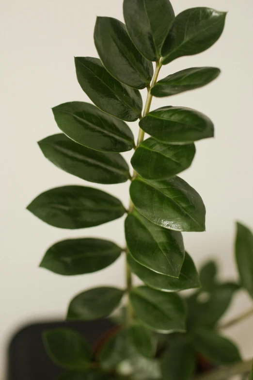 a close up of a plant in a pot, inspired by Ceferí Olivé, smooth matte, academy award winning, many leaves, detailed product image