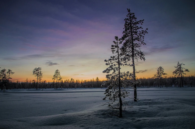 a couple of trees sitting on top of a snow covered field, by Jaakko Mattila, pexels contest winner, dusk light, swamp forest, single pine, cold colors