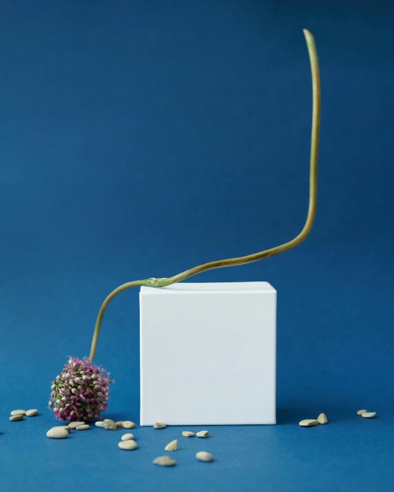 a white box sitting on top of a blue surface, an album cover, inspired by Lucio Fontana, unsplash, plant roots, flower buds, ultra - high jump, porcelain sculpture