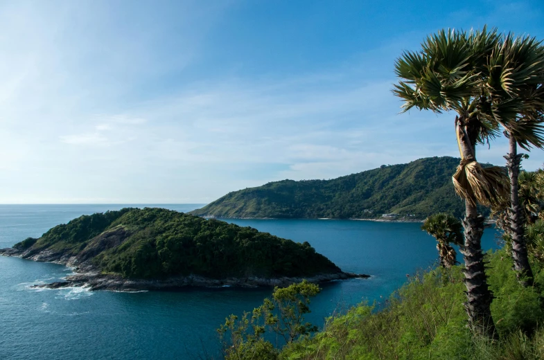 a palm tree sitting on top of a lush green hillside, pexels contest winner, turquoise ocean, south east asian with long, panoramic, late afternoon