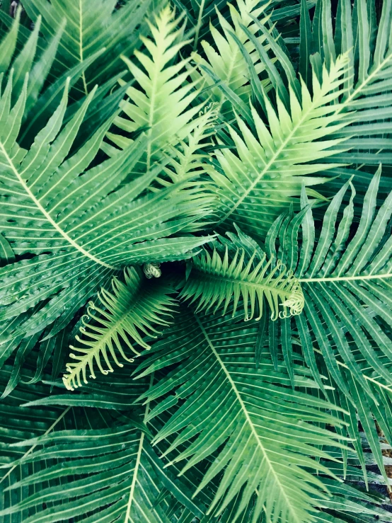 a close up of a plant with green leaves, a palm tree, ferns, snapchat photo, multiple stories