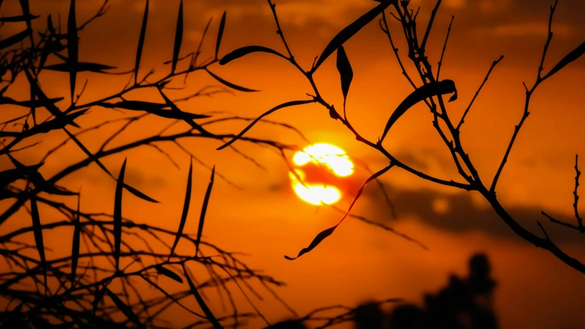 the sun is setting through the branches of a tree, pexels contest winner, romanticism, orange sun set, today\'s featured photograph 4k, mixed art, golden hour 8k