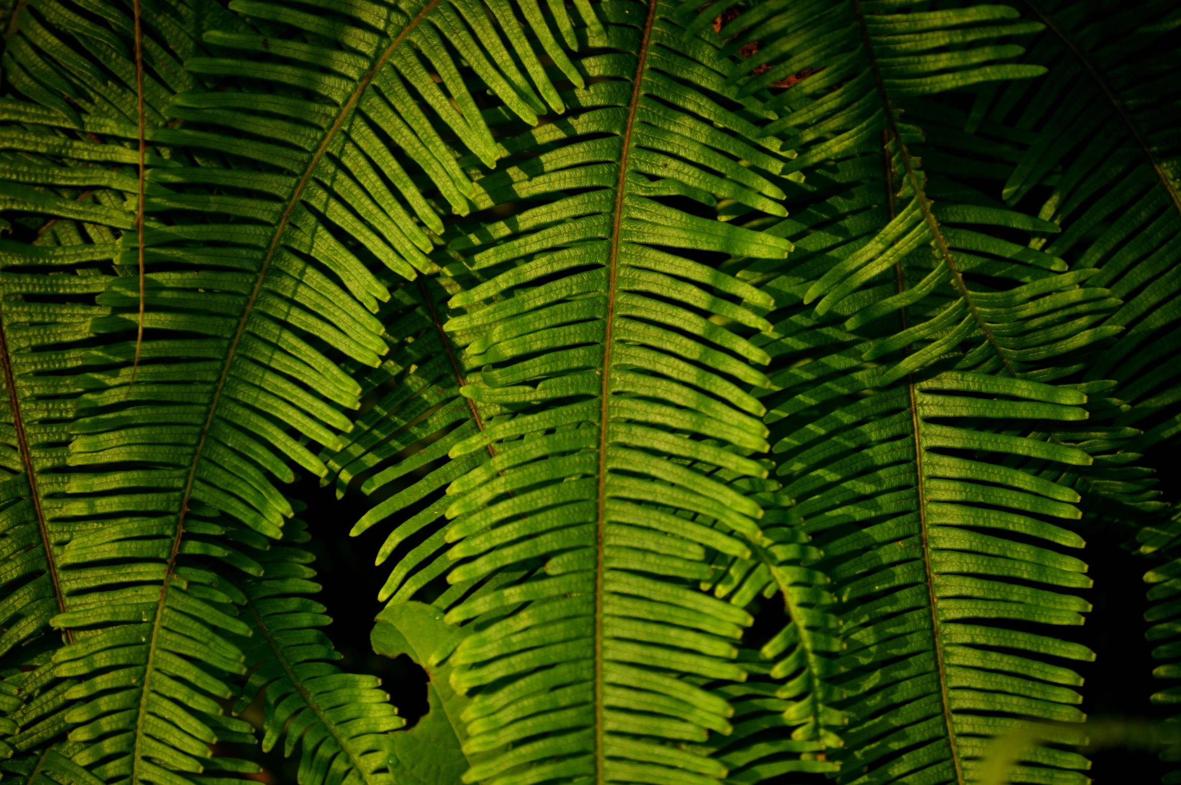 a close up of a plant with green leaves, a screenshot, by Hans Werner Schmidt, pexels, lush vegetation with ferns, dramatic lighting; 4k 8k, hawaii, pattern