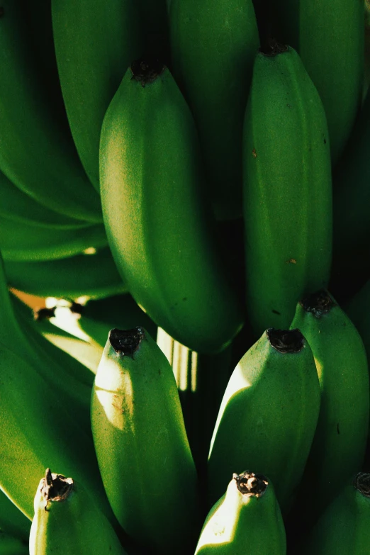 a bunch of green bananas hanging from a tree, unsplash, multiple stories, closeup - view, panels, grain”