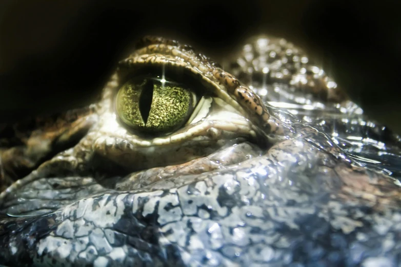 a close up view of an alligator's eye, by Adam Marczyński, pexels contest winner, photorealism, metal and glowing eyes, highly detailed textured 8k, ready to eat, grey