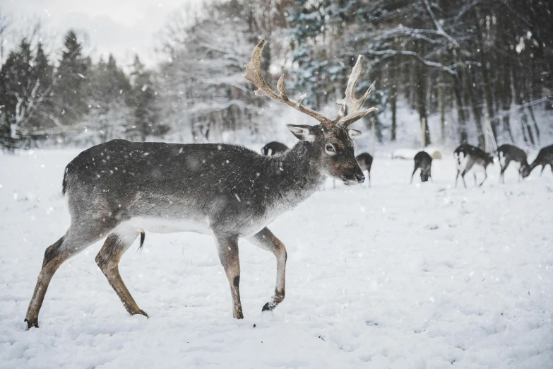 a herd of deer walking across a snow covered field, an album cover, by Jesper Knudsen, pexels contest winner, snowing outside, 🦩🪐🐞👩🏻🦳, a cozy, swedish