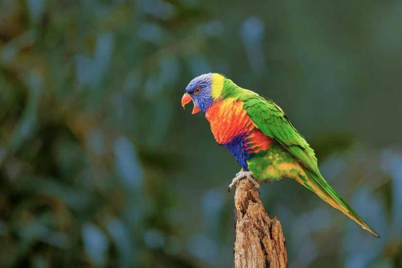 a colorful bird sitting on top of a tree stump, by Peter Churcher, trending on pexels, eucalyptus, rainbow colours, 🦩🪐🐞👩🏻🦳, mixed animal