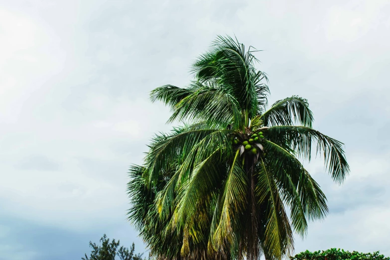 a palm tree sitting on top of a lush green field, unsplash, hurufiyya, coconuts, background image, overcast gray skies, multiple stories