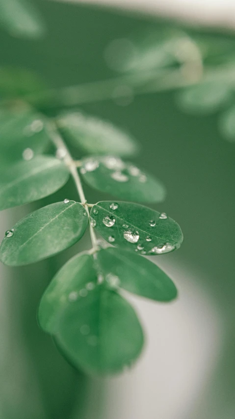 a green plant with water droplets on it, by Maeda Masao, trending on unsplash, moringa juice, closeup 4k, thumbnail, high quality photo