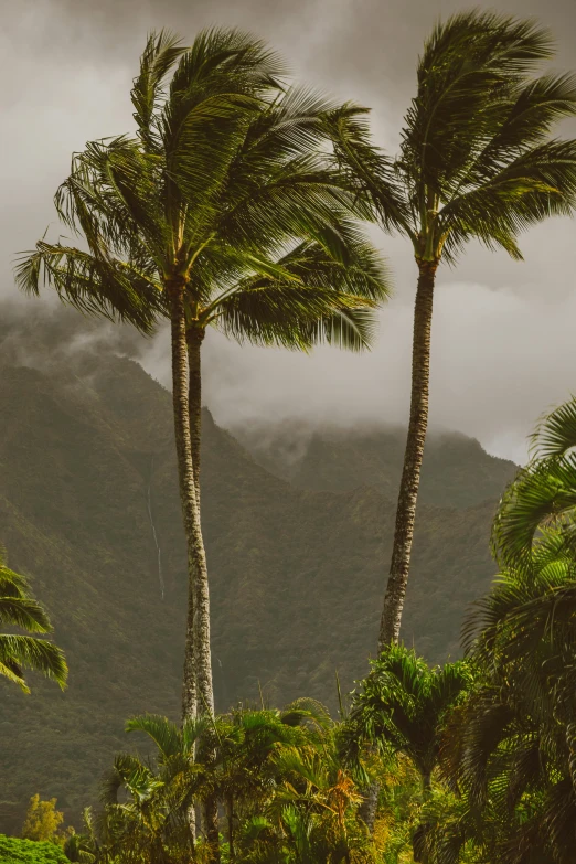 a couple of palm trees sitting on top of a lush green field, by Daniel Lieske, trending on unsplash, hobbit monastery on hawaii, hurricane stromy clouds, tall mountains, brown