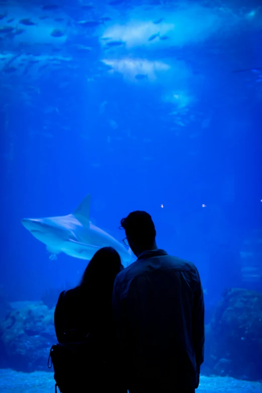 a man and woman looking at a shark in an aquarium, by Dave Melvin, pexels contest winner, romanticism, looking out at the ocean, blue light, atlantis in the background, lovers