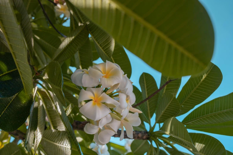 a close up of a flower on a tree, tropic climate, listing image, white, fan favorite