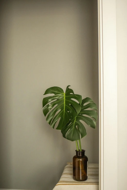 a potted plant sitting on top of a wooden table, inspired by Robert Mapplethorpe, unsplash, monstera, doorway, bottle, studio shoot