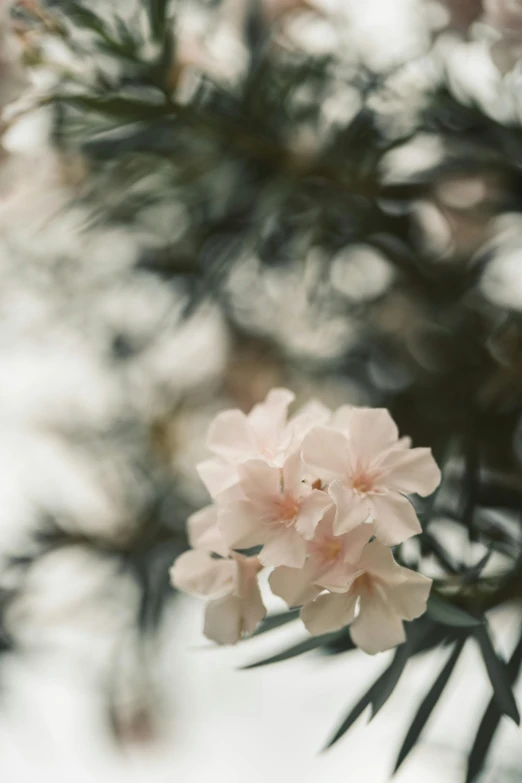 a close up of a flower on a tree branch, inspired by Elsa Bleda, trending on unsplash, soft blush, alessio albi, carnation, lush garden leaves and flowers